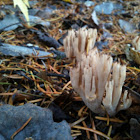 coral fungus