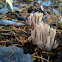 coral fungus