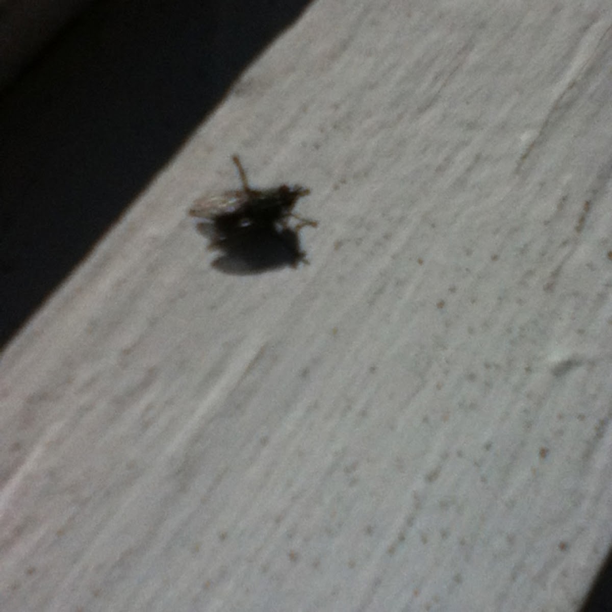 Fly