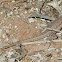Long-tailed Brush Lizard