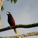 Oropendola