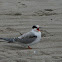 Common Terns