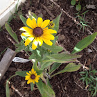 Black-eyed Susan