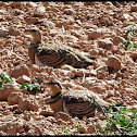 Pin-tailed Sandgrouse