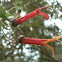 Orange Columnea