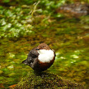 White throated dipper
