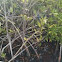 Red Mangrove