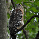 Red Shouldered Hawk