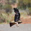 Whistling Kite