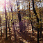 Maple trees