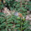 Ceraunus Blue