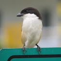 Rufous-backed Shrike
