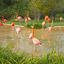 Flamingo