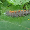 Caterpillar