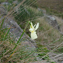 Daffodil