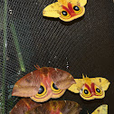 io moth