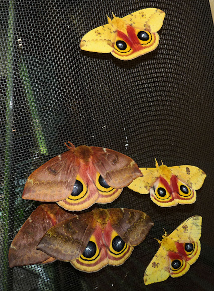 Spotting Image 1