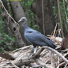 Black Vulture