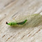 Green lacewing