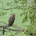 Great Horned Owl