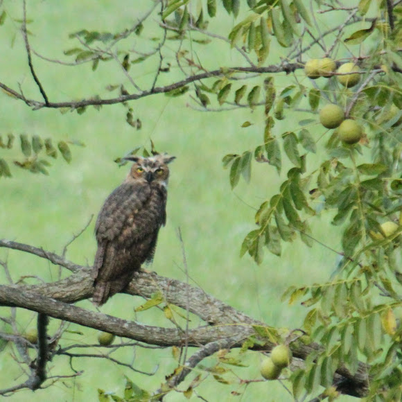 Spotting Image 1