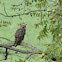 Great Horned Owl