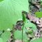 Twinleaf