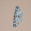 Mariposa