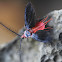 Giant Scale insect