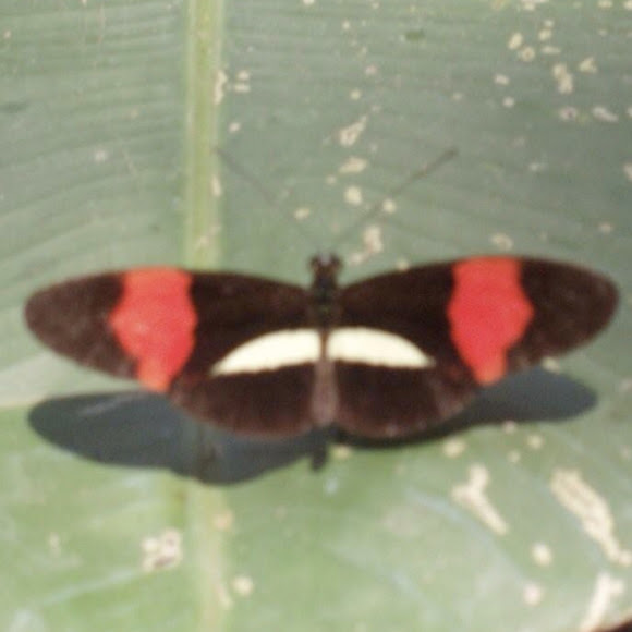 Spotting Image 1