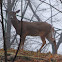 Red Deer