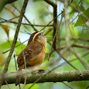 Carolina Wren