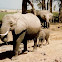 Elephant Family
