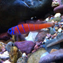 Bluebanded Goby