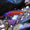 Bluebanded Goby