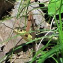 Garter Snake