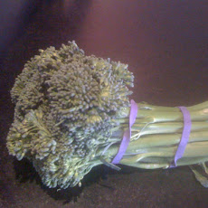Grilled Broccolini