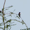 Anna's Hummingbird