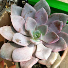 Hen and chicks