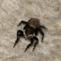 Jumping Spider