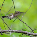 Ruby-throated Hummingbird
