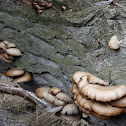 Oyster Mushroom
