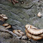 Oyster Mushroom