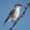 Dark-faced Ground Tyrant