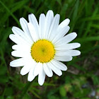 Margerite or Oxeye Daisy