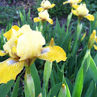 Iris