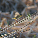 Common Yellowthroat (Male)