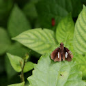 Common Banded Demon