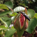 Schwarze Rauhaarschnellkäfer