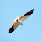 Black shouldered kite